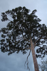 Eucalyptus diversicolor