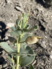 Astragalus asclepiadoides
