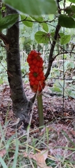 Arum cylindraceum