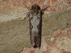 Acrolophus popeanella