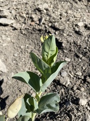 Astragalus asclepiadoides