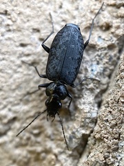 Sericoda