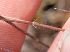 Rytidosperma nigricans
