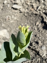 Astragalus asclepiadoides