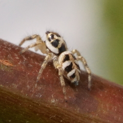 Salticus scenicus