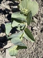 Astragalus asclepiadoides