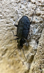 Sericoda