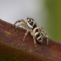 Salticus scenicus