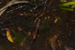 Orthetrum chrysis