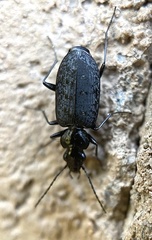 Sericoda