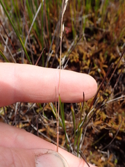 Rytidosperma nigricans