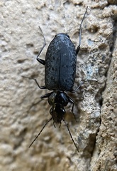 Sericoda