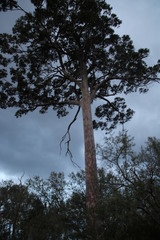 Eucalyptus diversicolor