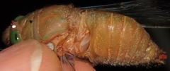 Carineta rufescens