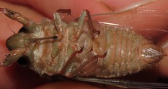 Carineta rufescens