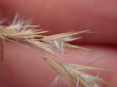 Rytidosperma nigricans