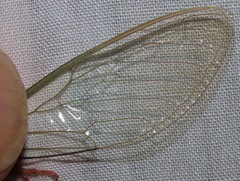 Carineta rufescens