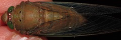 Carineta rufescens