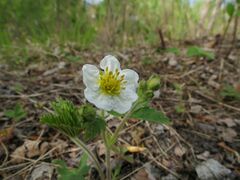 Fragaria orientalis