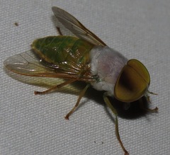 Chlorotabanus
