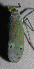 Enchophora leae