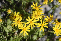 Senecio leucanthemifolius caucasicus
