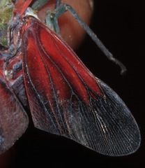 Enchophora leae