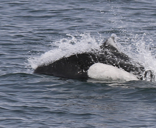 Dall's Porpoise