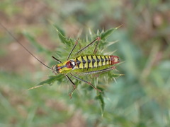 Poecilimon thoracicus