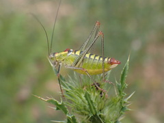Poecilimon thoracicus