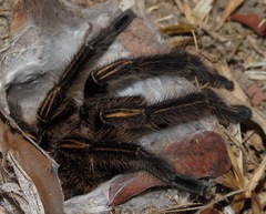 Ephebopus murinus