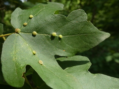 Aceria macrochela