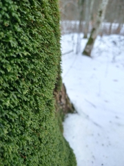 Homalia trichomanoides