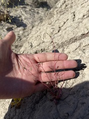 Chylismia scapoidea