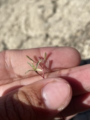 Chylismia scapoidea