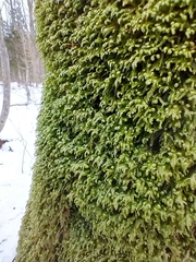 Homalia trichomanoides