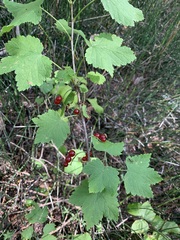 Ribes spicatum hispidulum