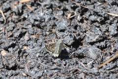 Pyrgus alveus