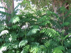 Ailanthus altissima