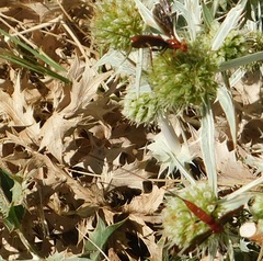 Lissopimpla