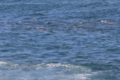 Delphininae