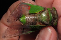 Hemisciera maculipennis