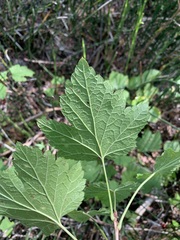 Ribes spicatum hispidulum