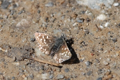 Pyrgus malvoides