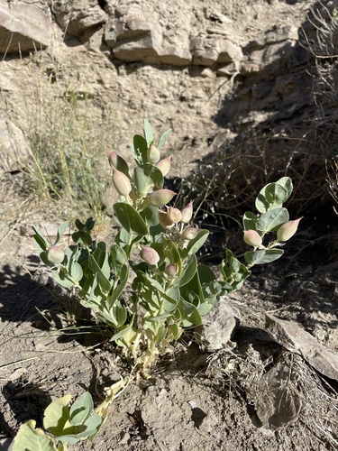 Image of Milkweed Milkvetch by (c) Matt Berger, some rights reserved (CC BY)