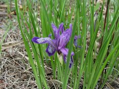 Iris uniflora