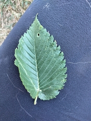 Ulmus