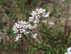 Iberis amara