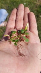 Oxalis minuta