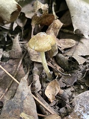 Inocybe margaritispora